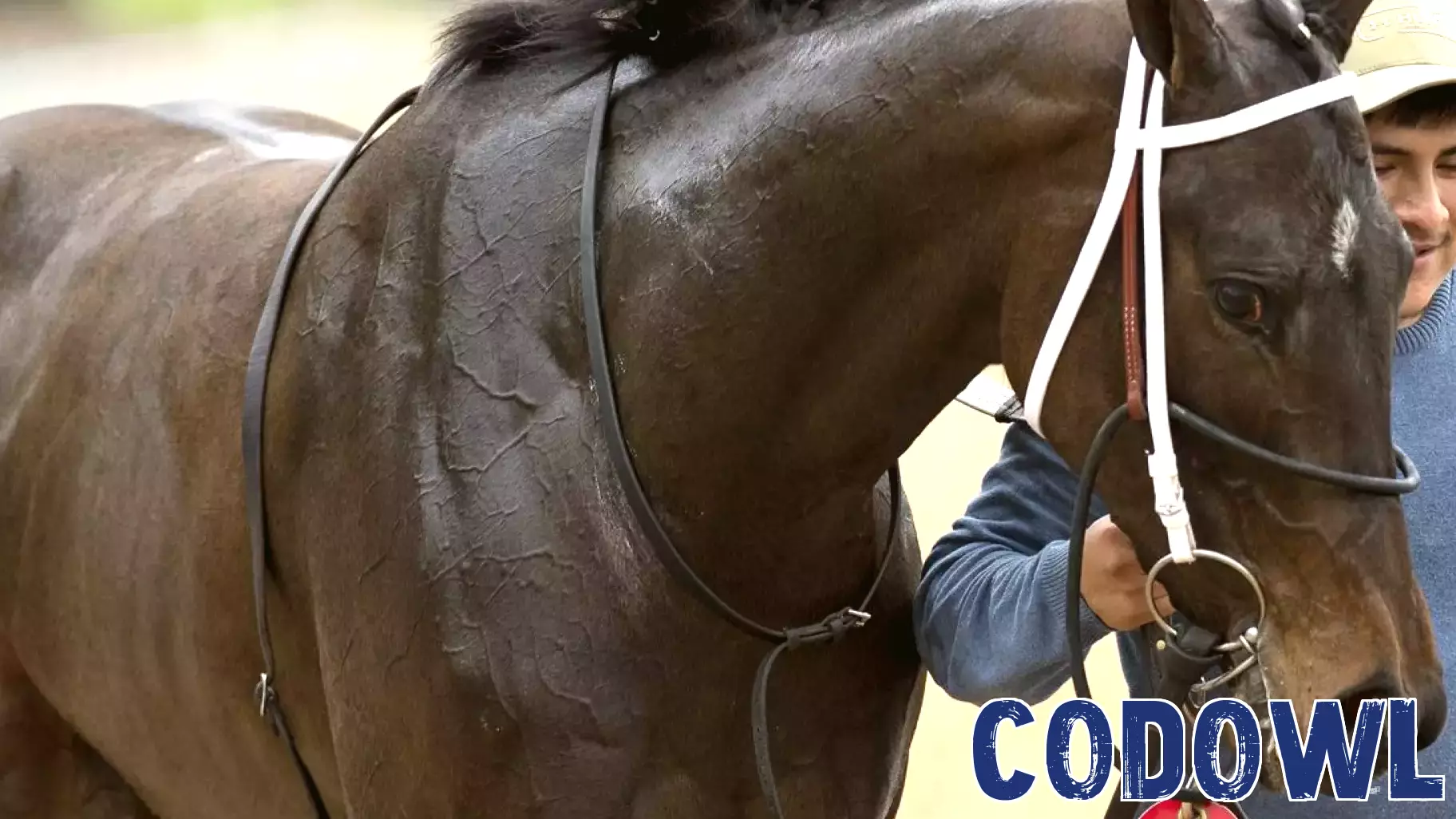 Advanced Machine Vision Technology Set to Transform Horse Racing