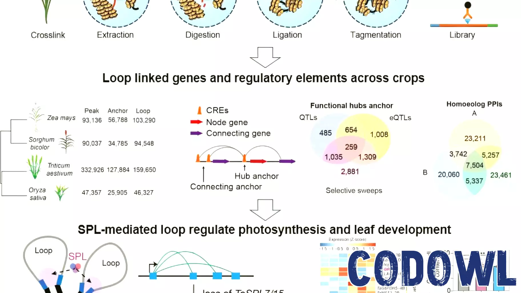 Breakthrough in 3D Genome Mapping Reveals Insights into Plant Photosynthesis