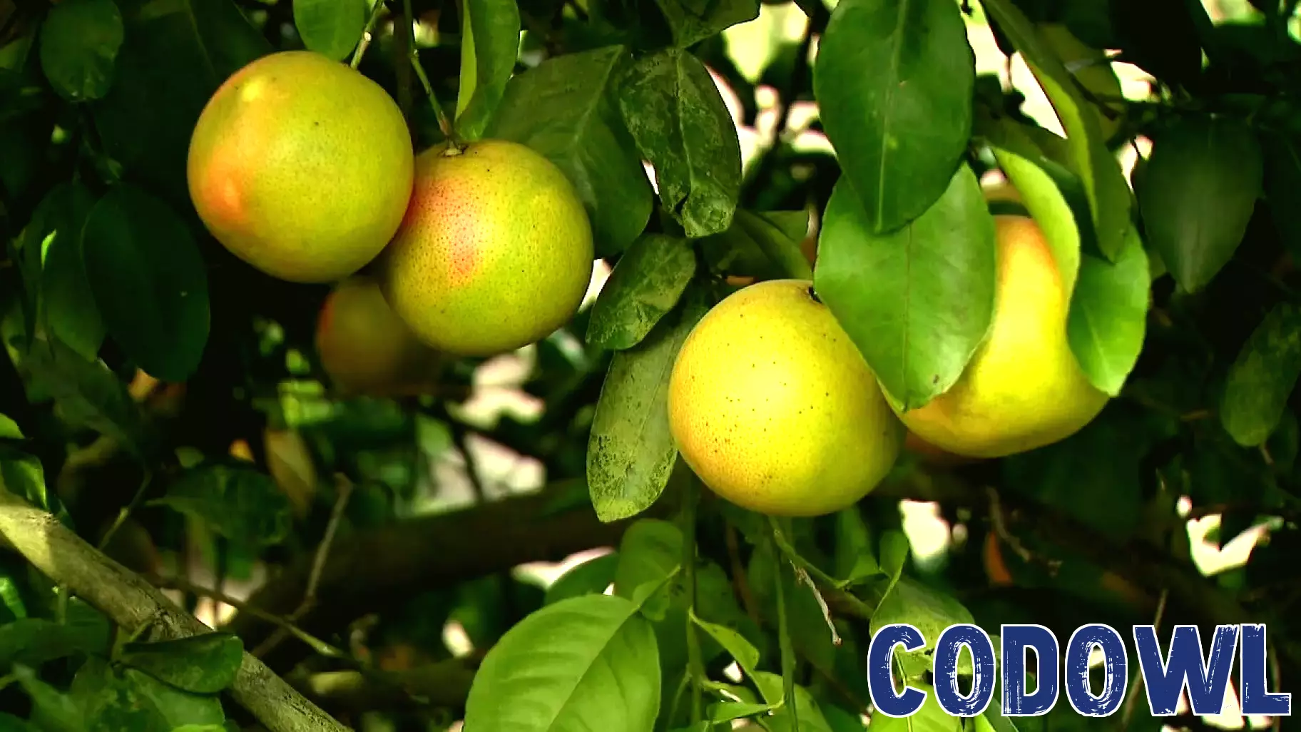 Florida Citrus Industry Sees Revival Through Innovative Technology