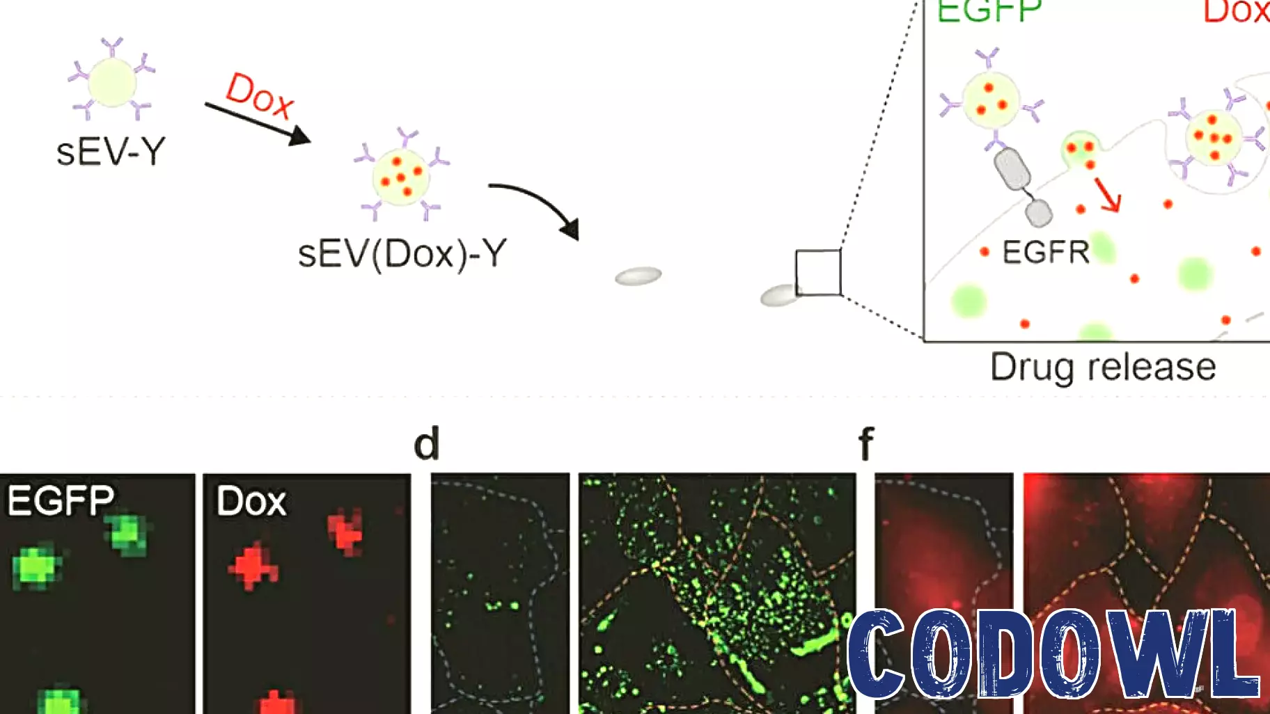 Innovative Protein Adapter Technology Enhances Exosome-Based Drug Delivery