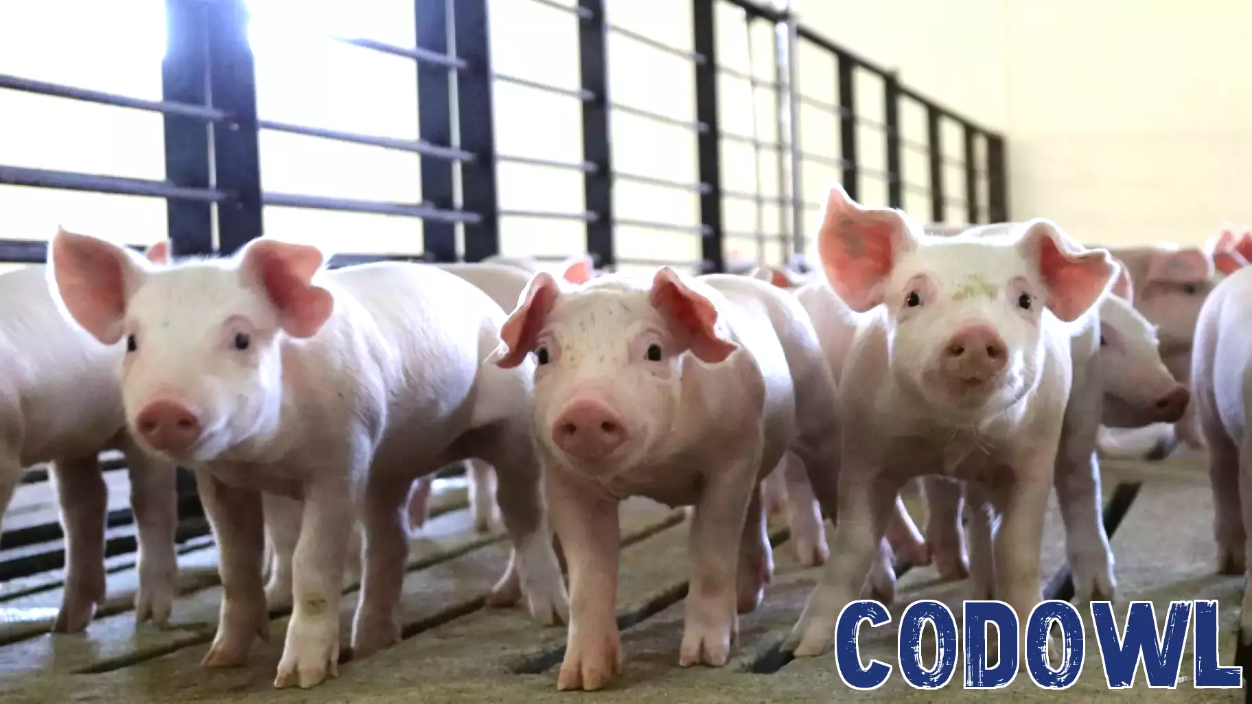 Innovative Technology Aims to Combat Tail Biting in Pigs