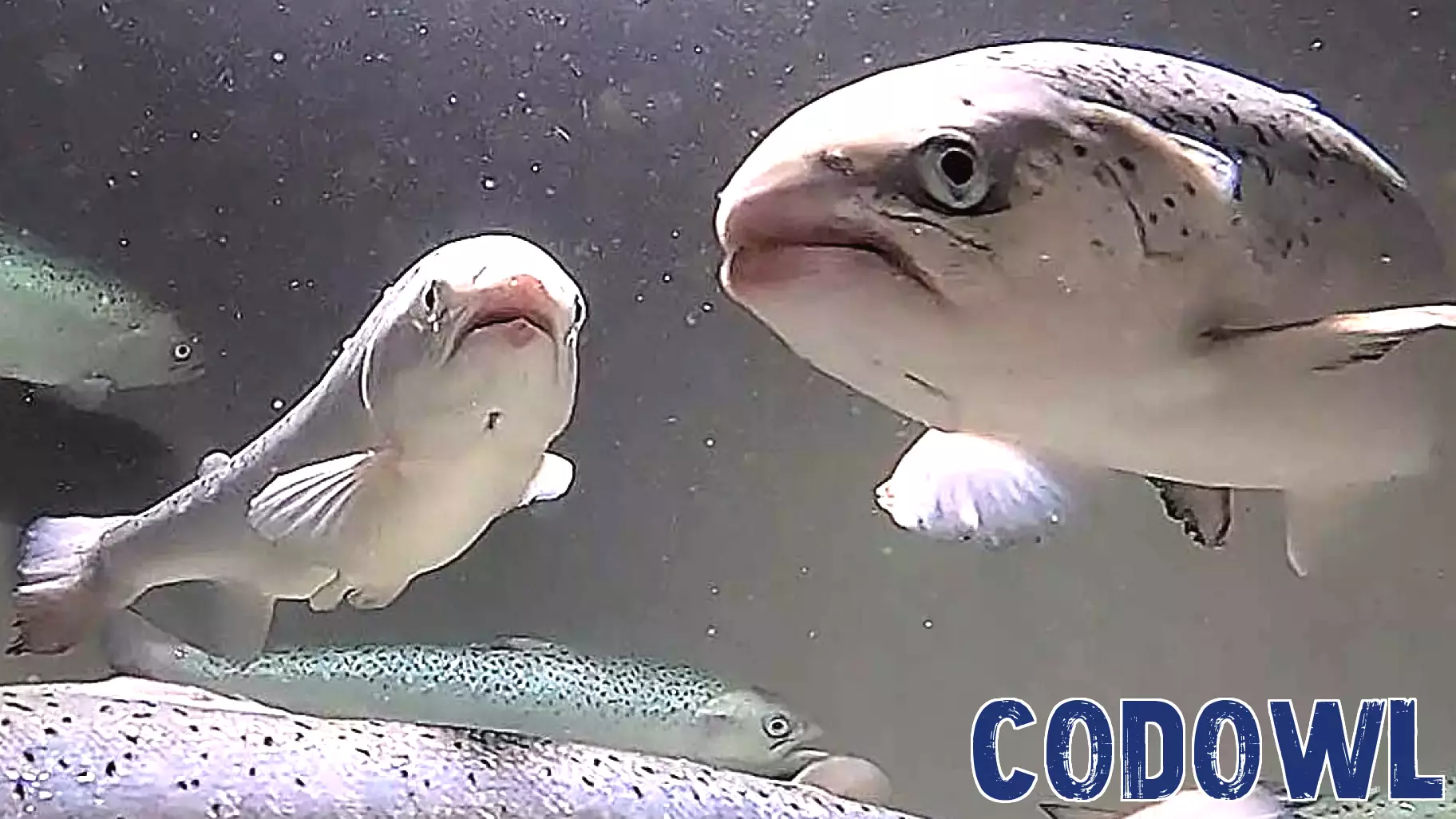 Innovative Technology Reveals Salmon Breathing Rates for Enhanced Fish Welfare