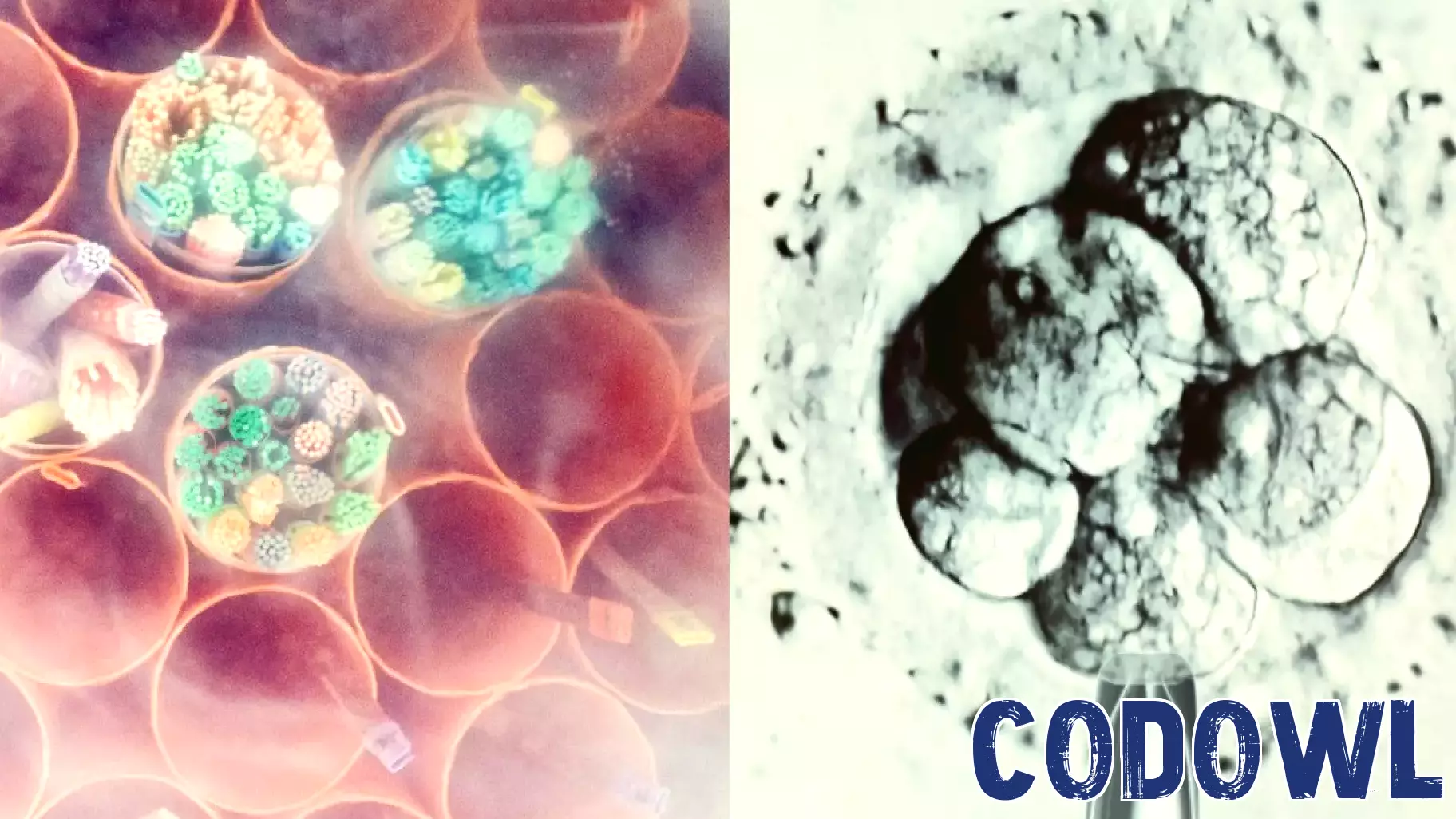 IVF Embryo Dilemma and Anthropic's Insights on AI Agents