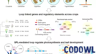 Breakthrough in 3D Genome Mapping Reveals Insights into Plant Photosynthesis