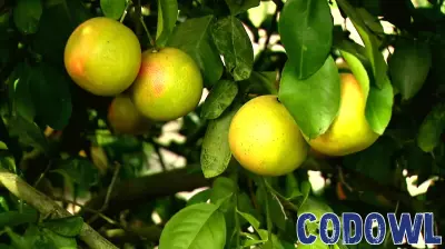 Florida Citrus Industry Sees Revival Through Innovative Technology