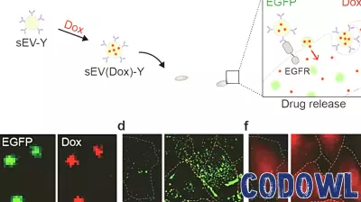 Innovative Protein Adapter Technology Enhances Exosome-Based Drug Delivery