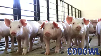 Innovative Technology Aims to Combat Tail Biting in Pigs
