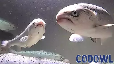Innovative Technology Reveals Salmon Breathing Rates for Enhanced Fish Welfare