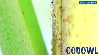 Innovative Technology Unveiled to Combat Invasive Little Fire Ants