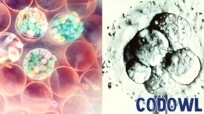IVF Embryo Dilemma and Anthropic's Insights on AI Agents