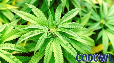 WM Technology: A Speculative Investment Opportunity in the Cannabis Sector
